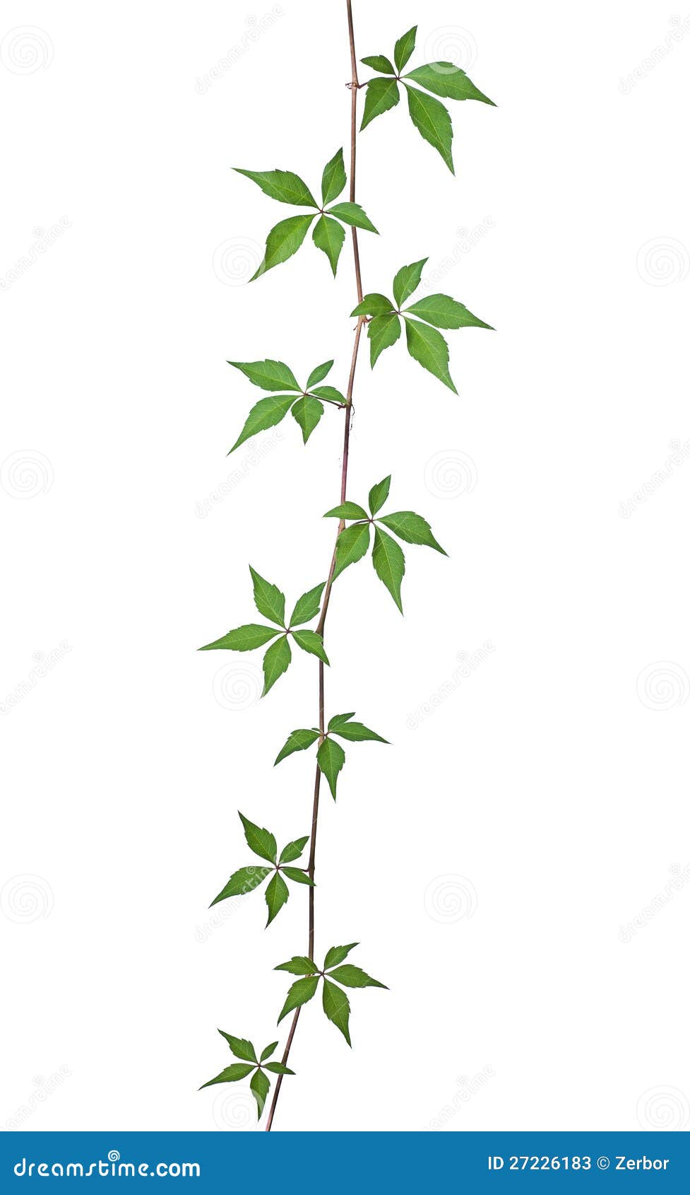 Wild Vine Against White Background Stock Image Image of creeper