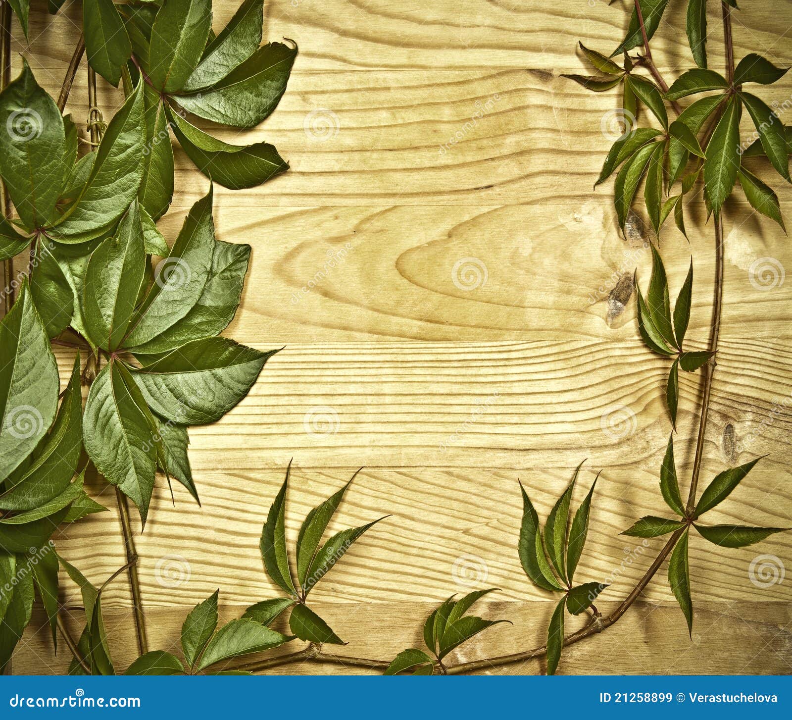 Wild Vine Branch on Wooden Background Stock Image Image of natural