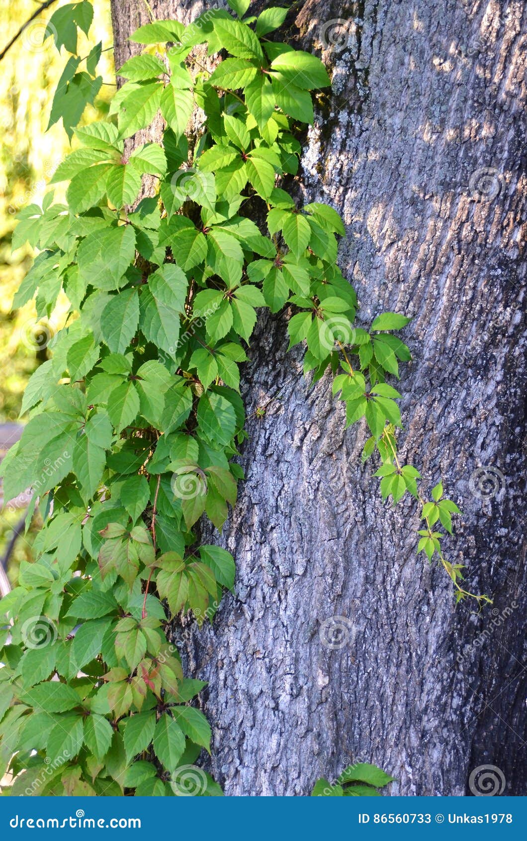 Wild Vine Leaves on Tree Trunk Stock Image Image of environment