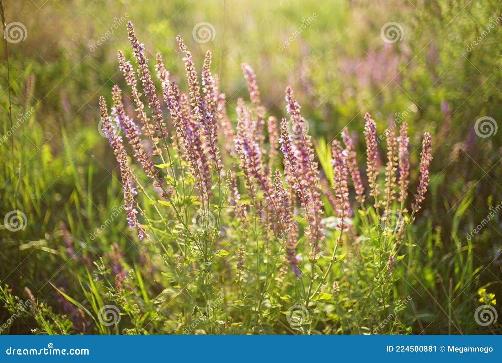 Wild Violet Flowers Growing in Green Grass. Sunny Summer Field Stock ...