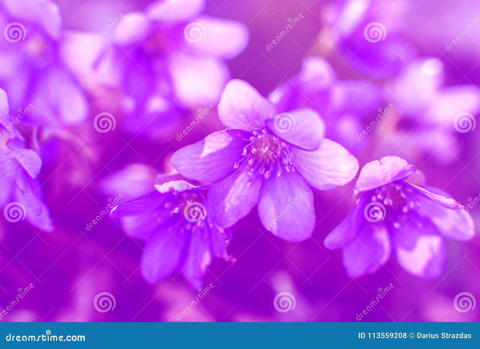 Wild violet flowers stock photo. Image of wild, purple - 113559208
