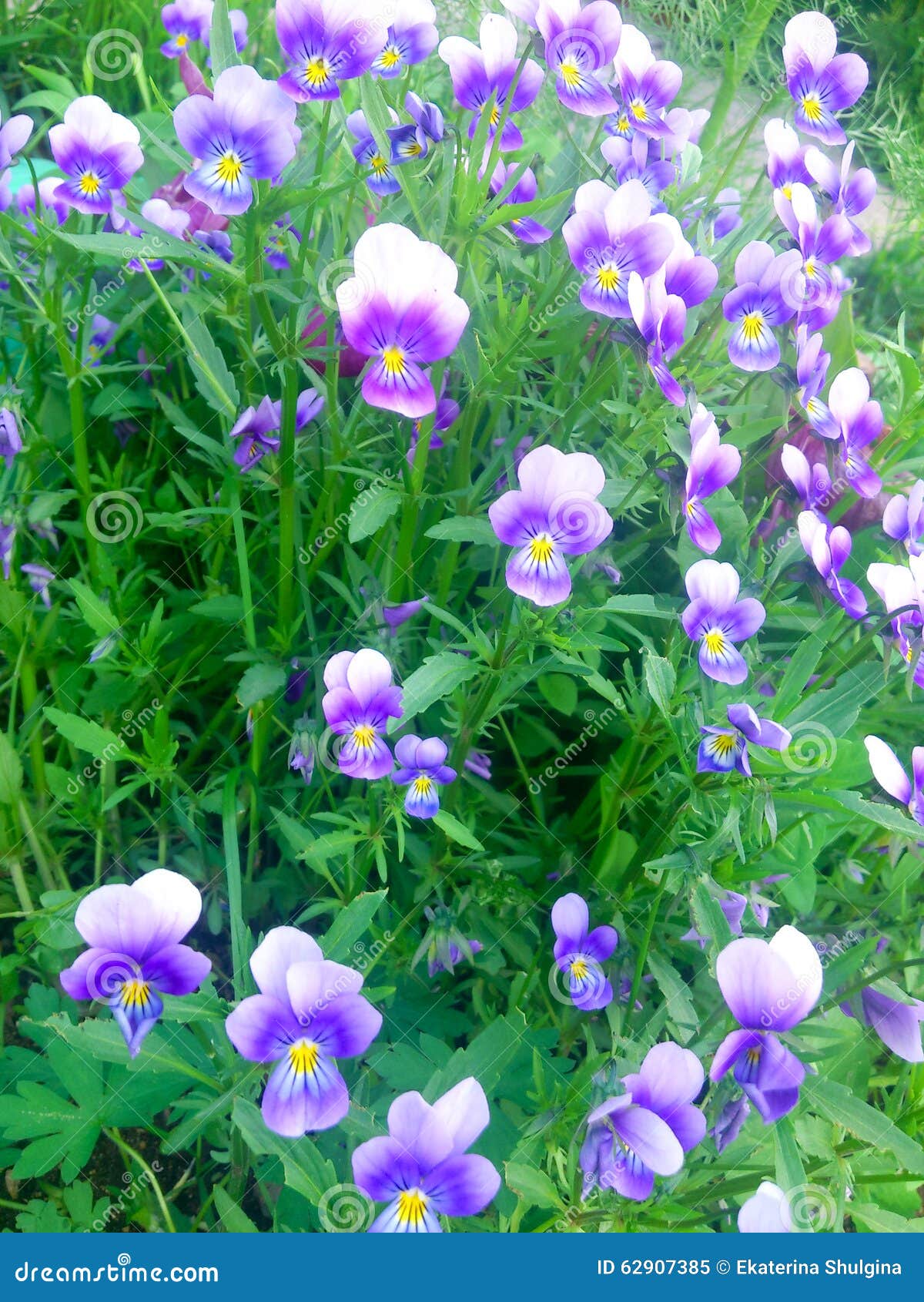 Wild violet flowers stock image. Image of yellow, leaves - 62907385