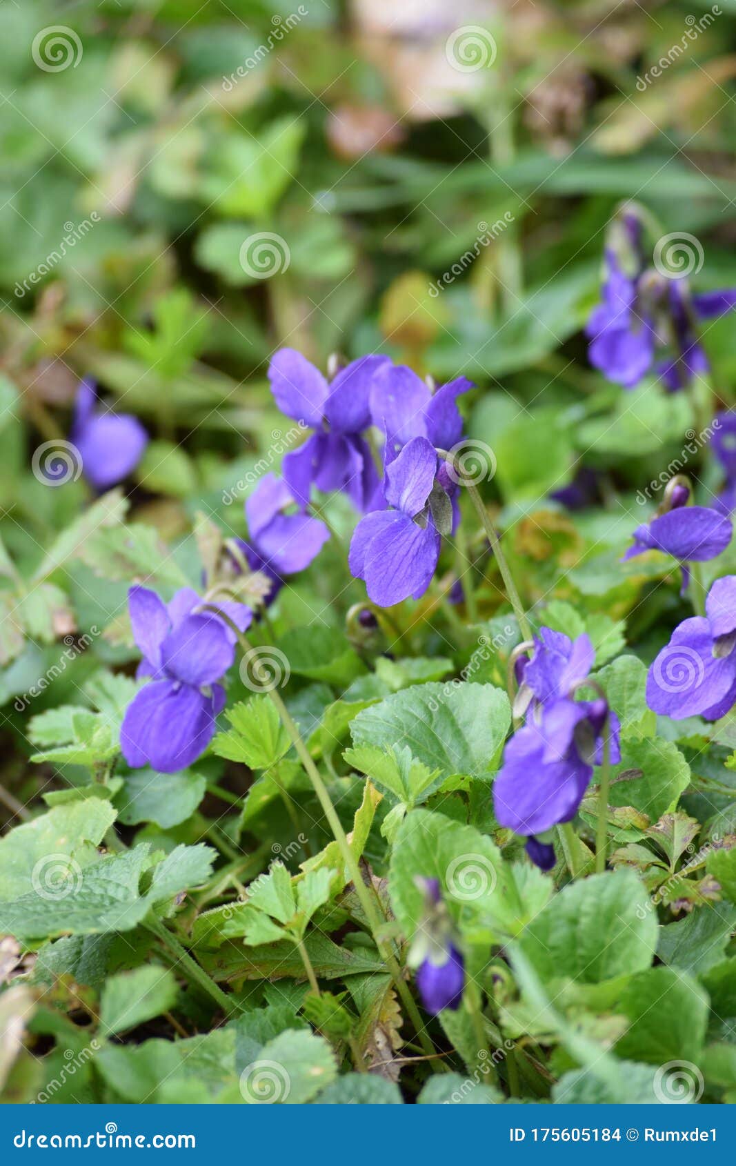 Wild Violets in a Meadow stock photo. Image of fragrance 175605184