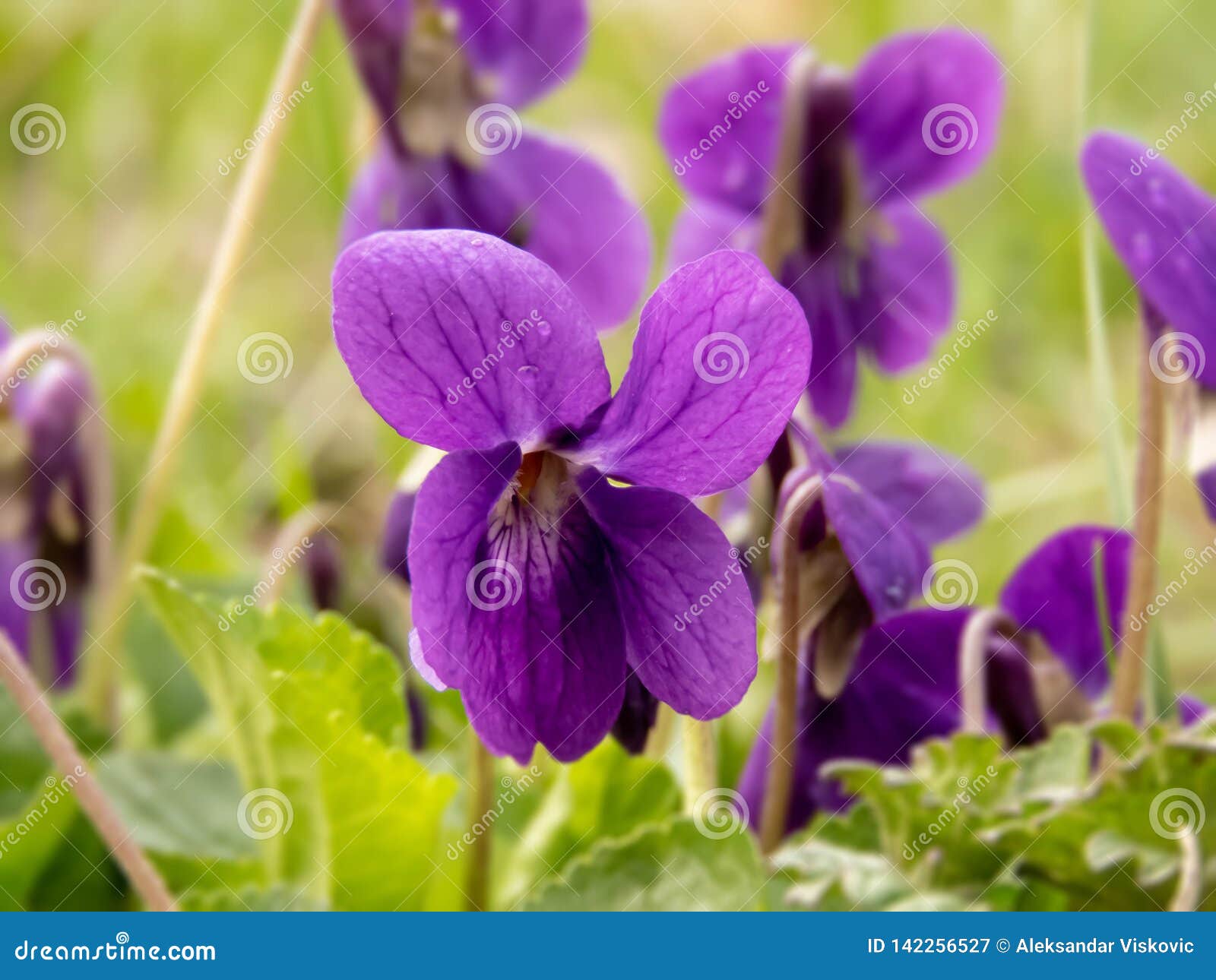 Wild Violets on a Sunny Day Stock Image Image of blooming, grass