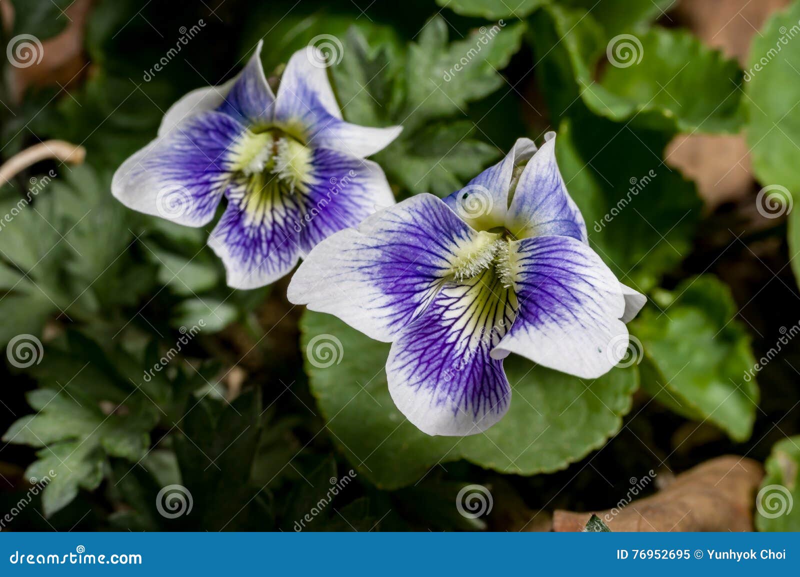 Wild violets stock image. Image of garden, white, spring 76952695
