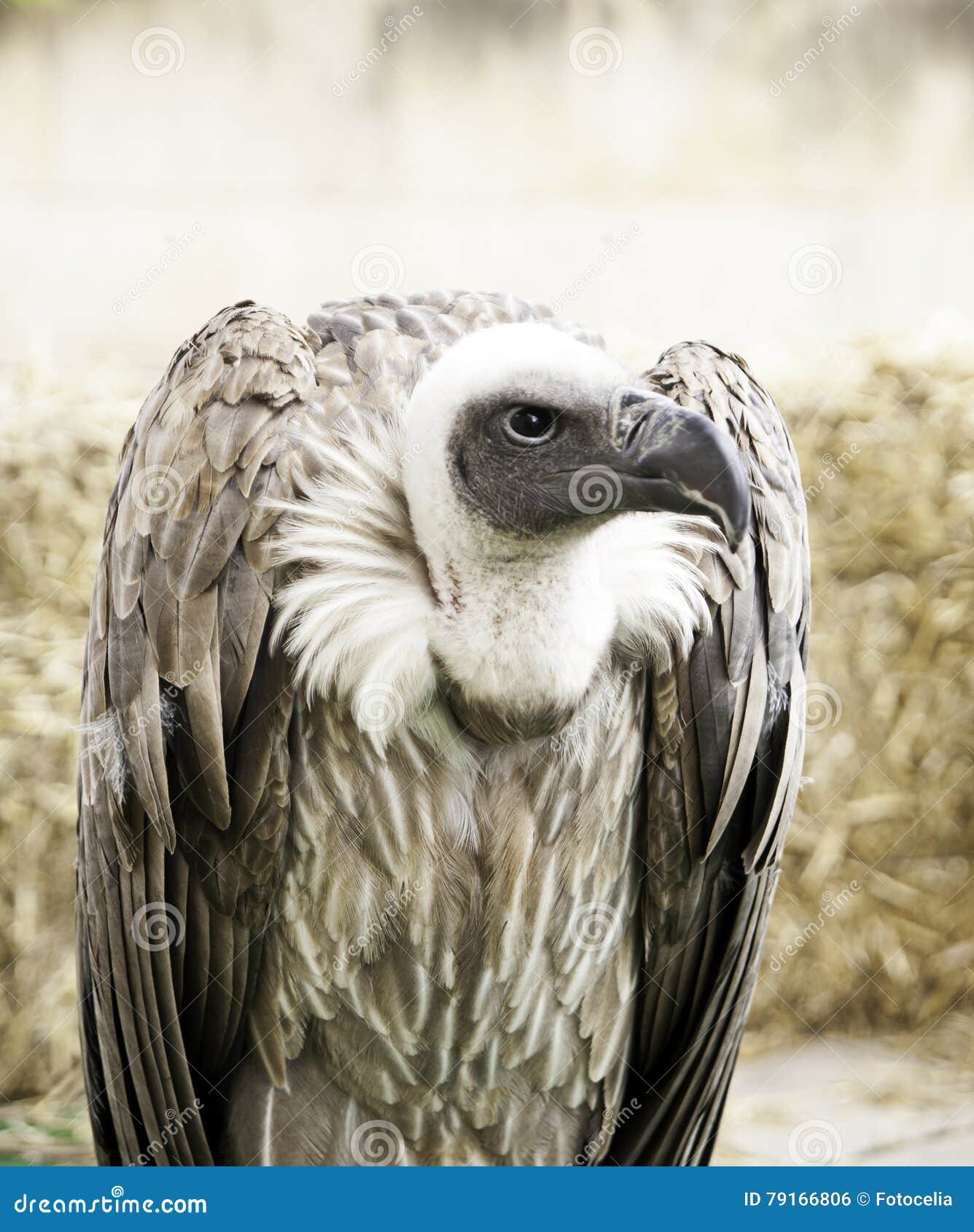 Wild vulture exhibition stock photo. Image of asian, africa - 79166806