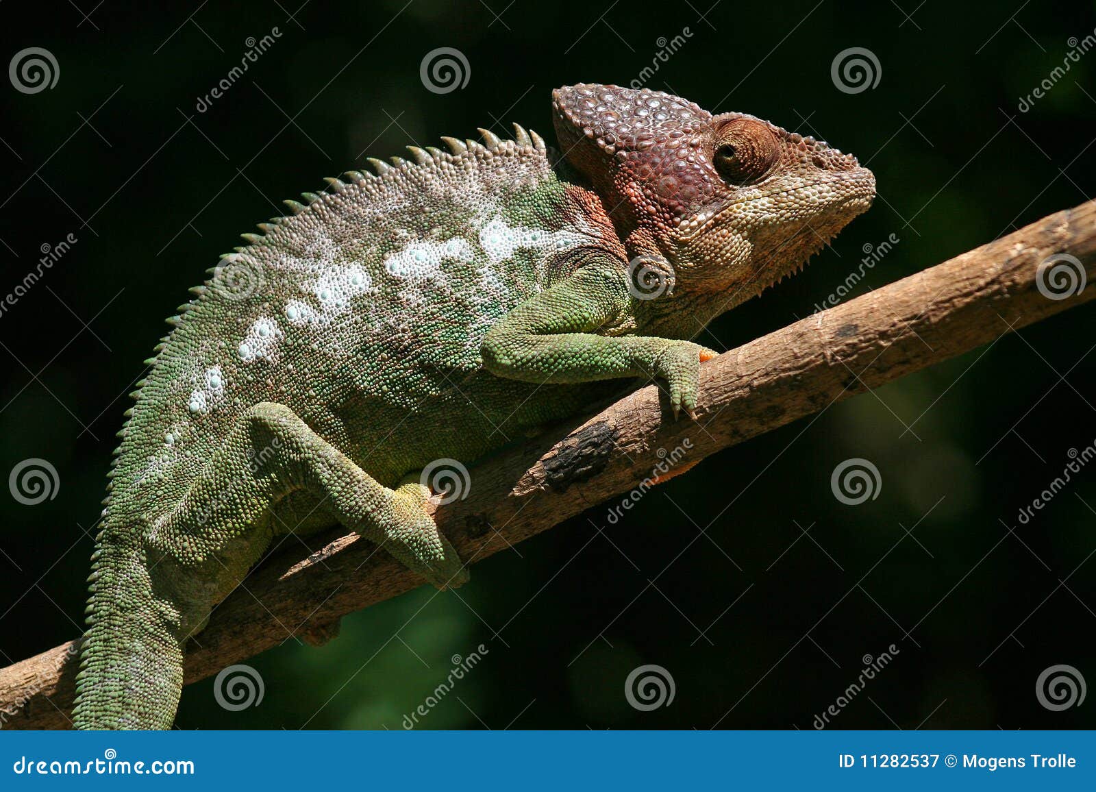 wild warty chameleon, madagascar