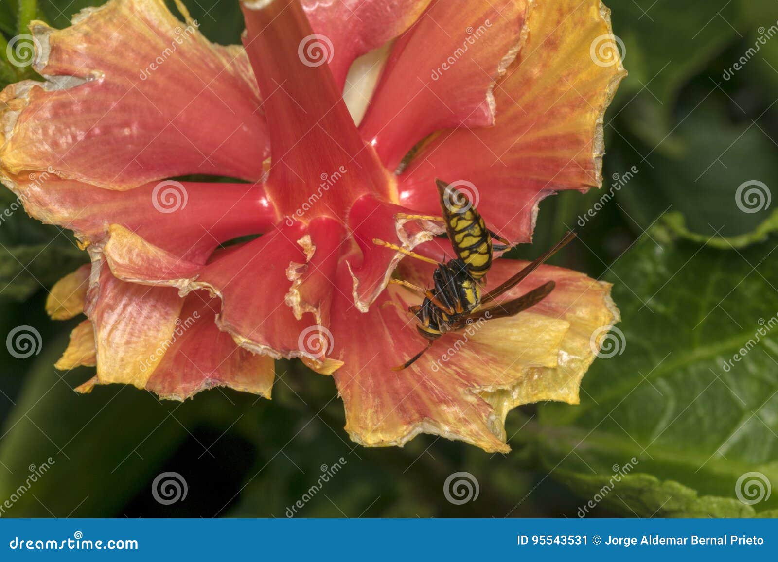 Wild Wasp on a Flower Eaten by Bugs Stock Image Image of blooming
