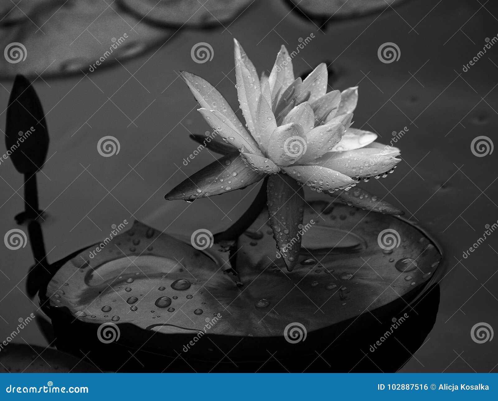 Water Lille stock photo Image of water rain raindrops 102887516 Water Lille stock photo Image of water rain raindrops 102887516