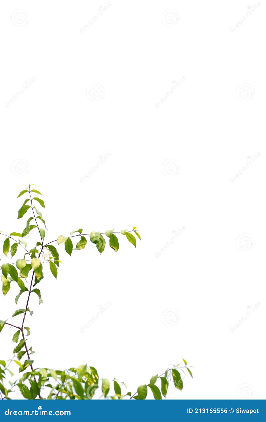 Wild Water Plum Tree Isolated on White Background Stock Photo Image