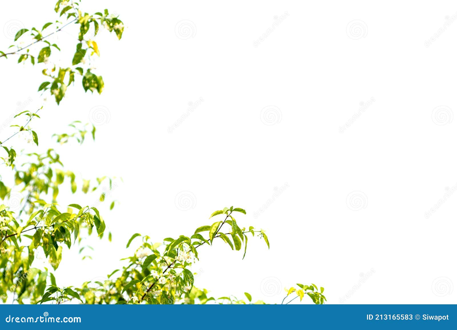 Wild Water Plum Tree Isolated on White Background Stock Image Image