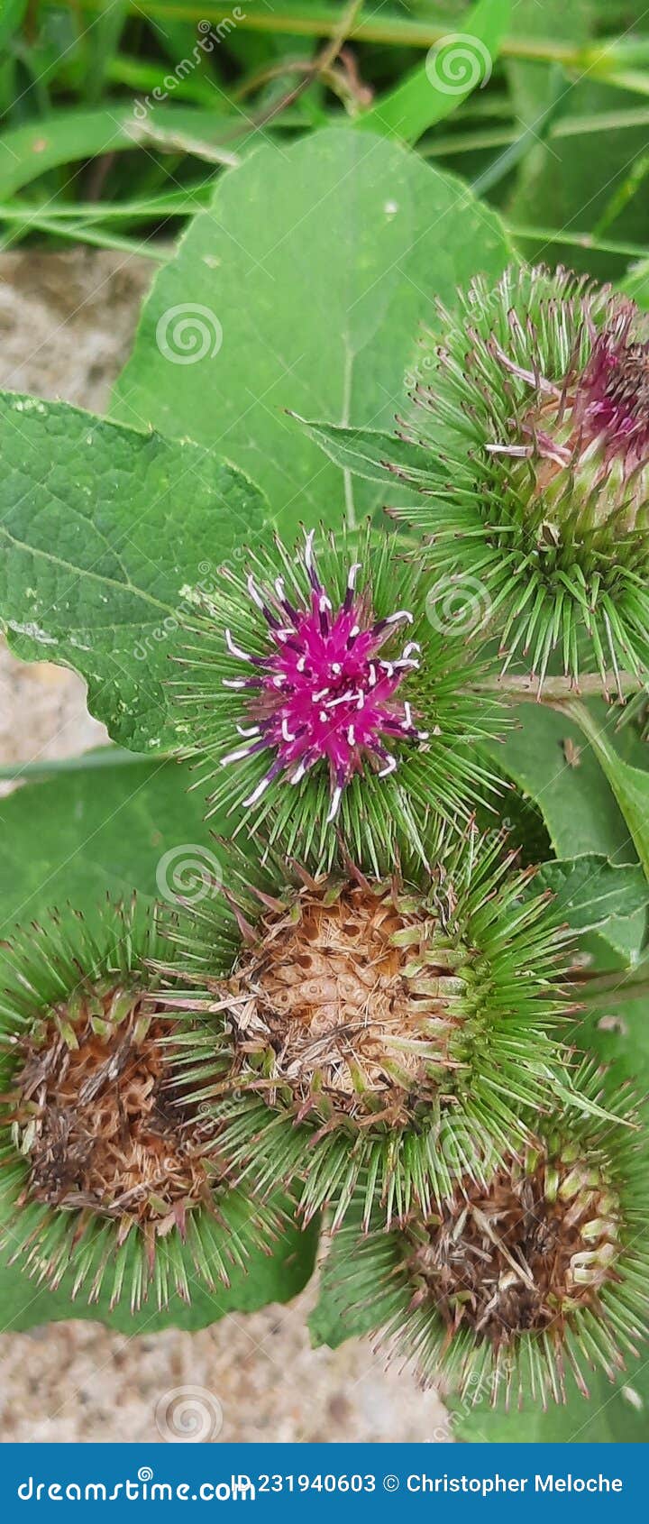 Wild weed flower stock image. Image of pretty, pink 231940603