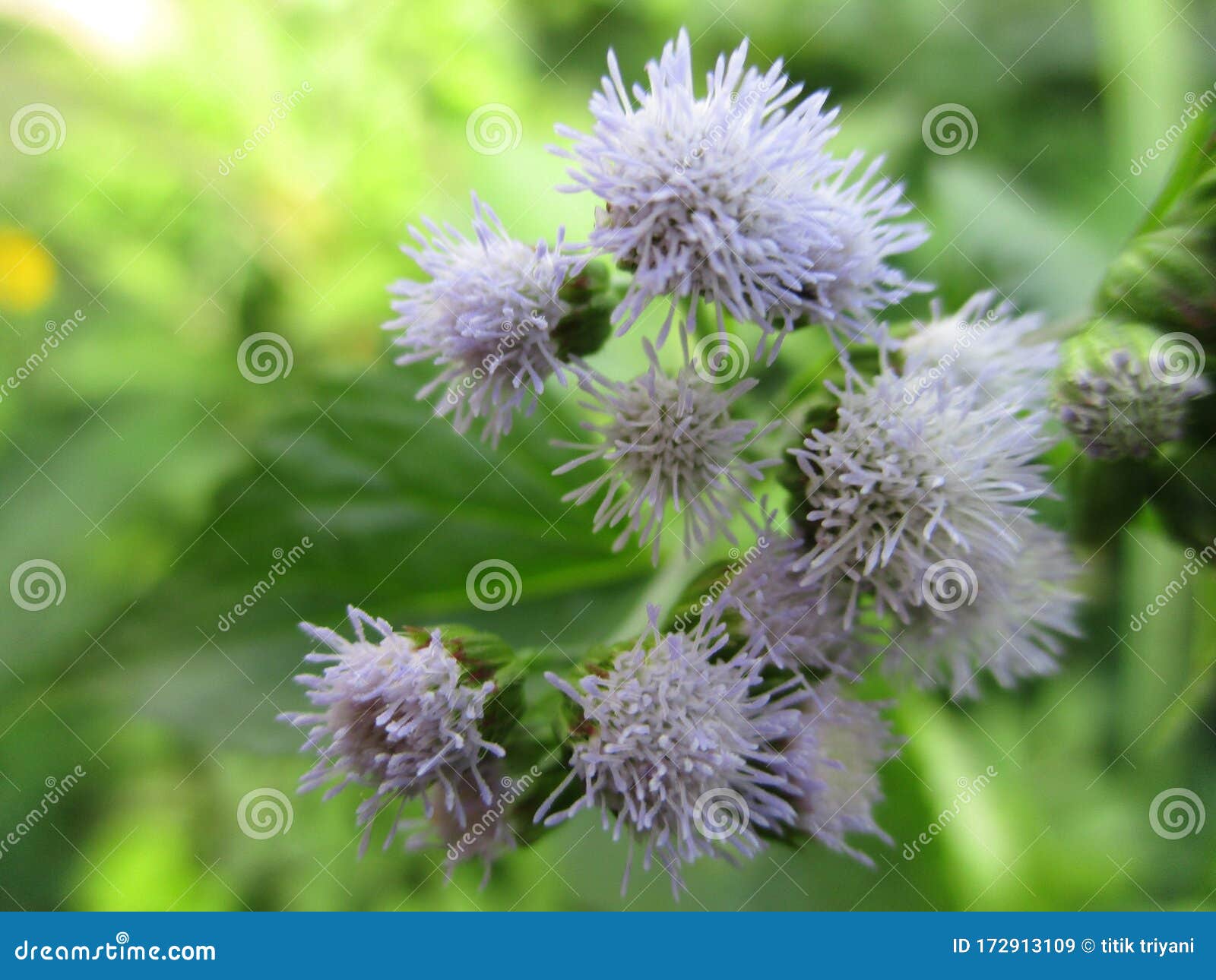 Wild White Flowers that Flourish Enchanting Stock Image Image of
