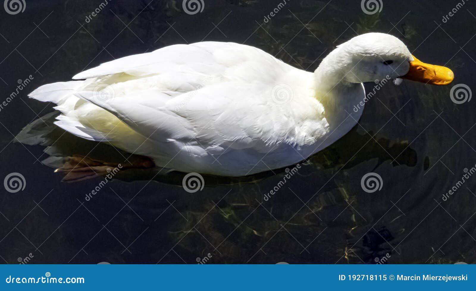 Wild White Pekin Long Island Duck - River Lee Country Park, UK Stock Image  - Image of duck, feather: 192718115