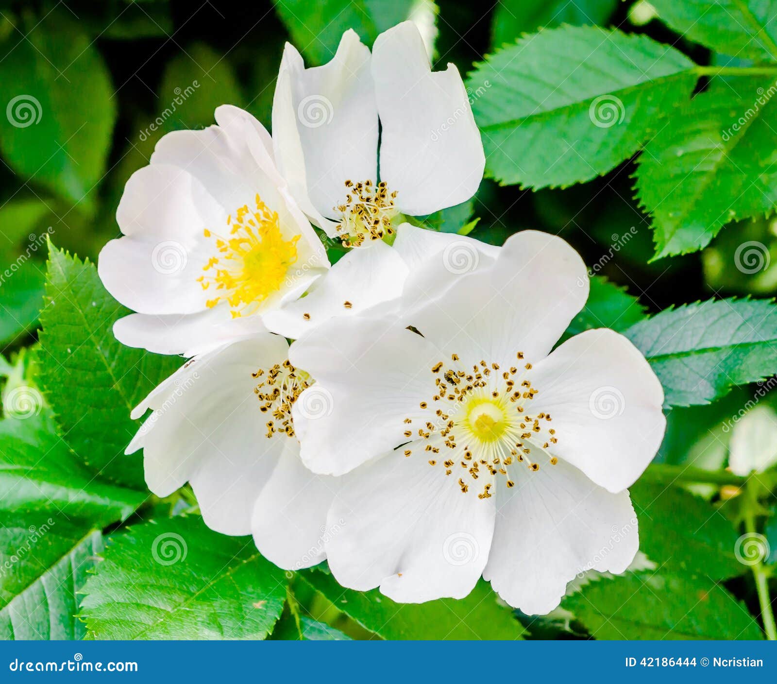 Wild White Rose Flowers, Green Bush Stock Photo - Image: 42186444