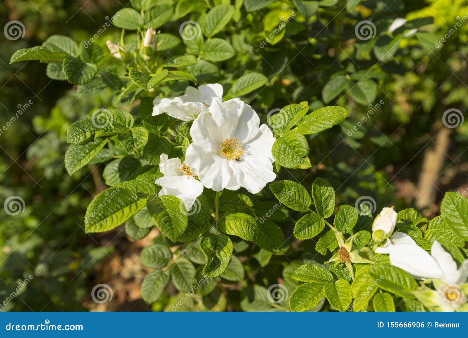 wild white rose, rosa rugosa alba plena flower