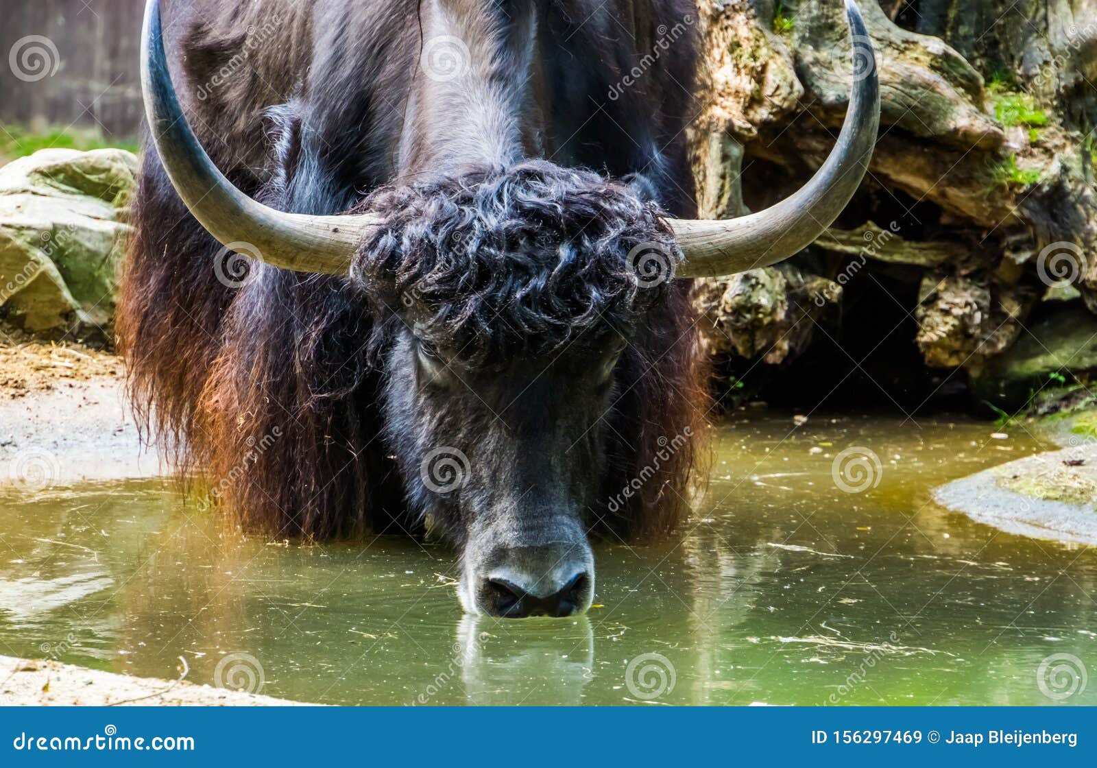 Yak Yak