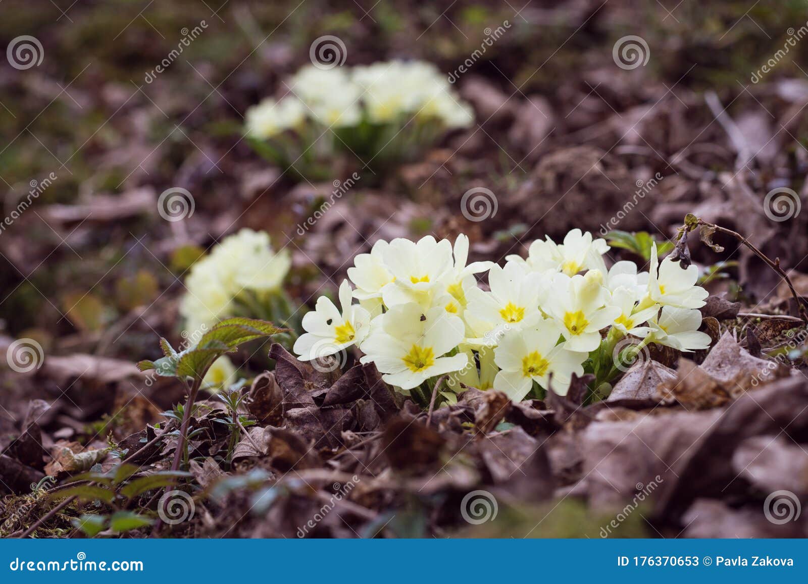 Primrose Flower In Early Spring Stock Image Image Of Native Natural 176370653