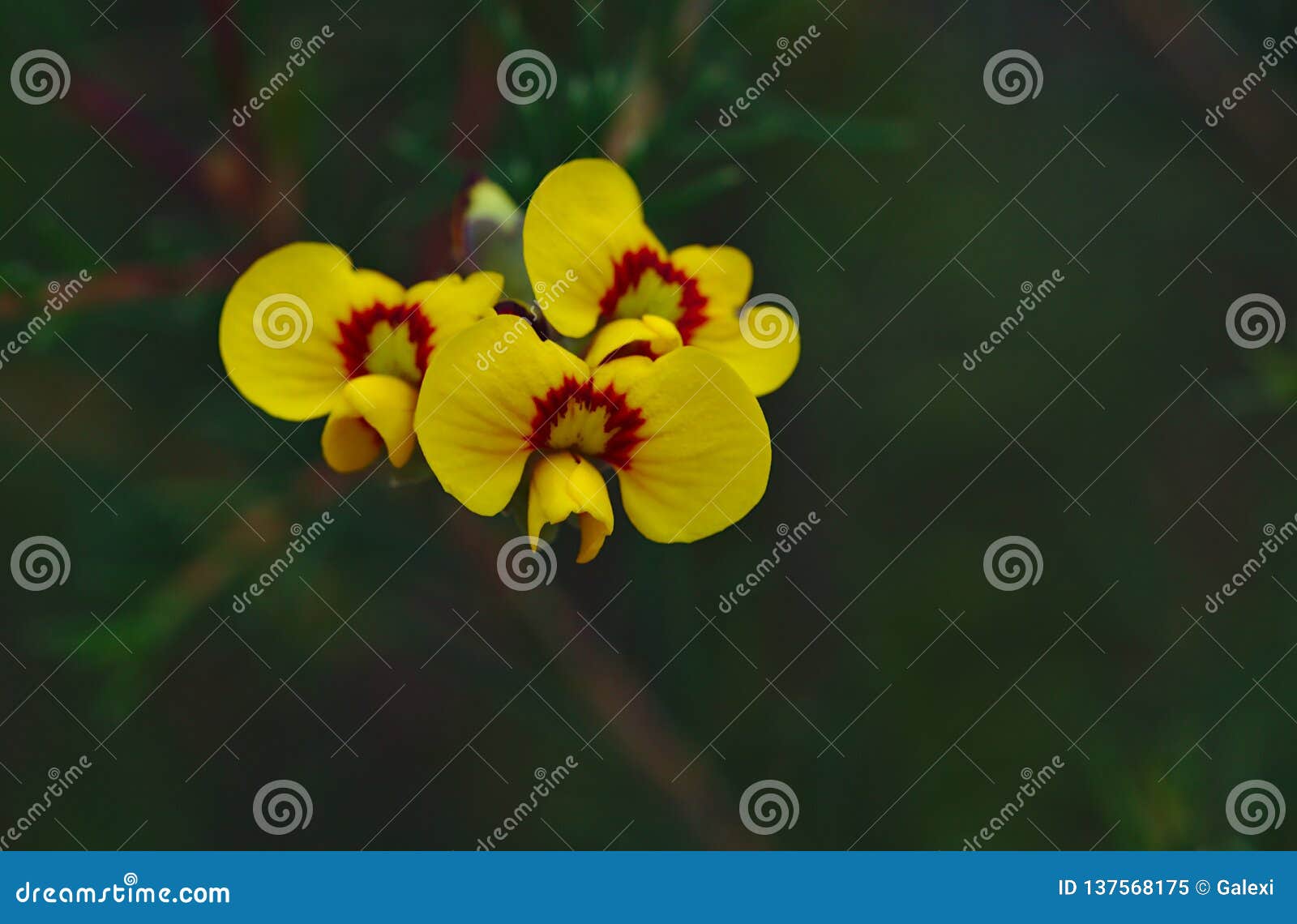 Wild Yellow Flowers with Red Lines in the Center Stock Image Image of