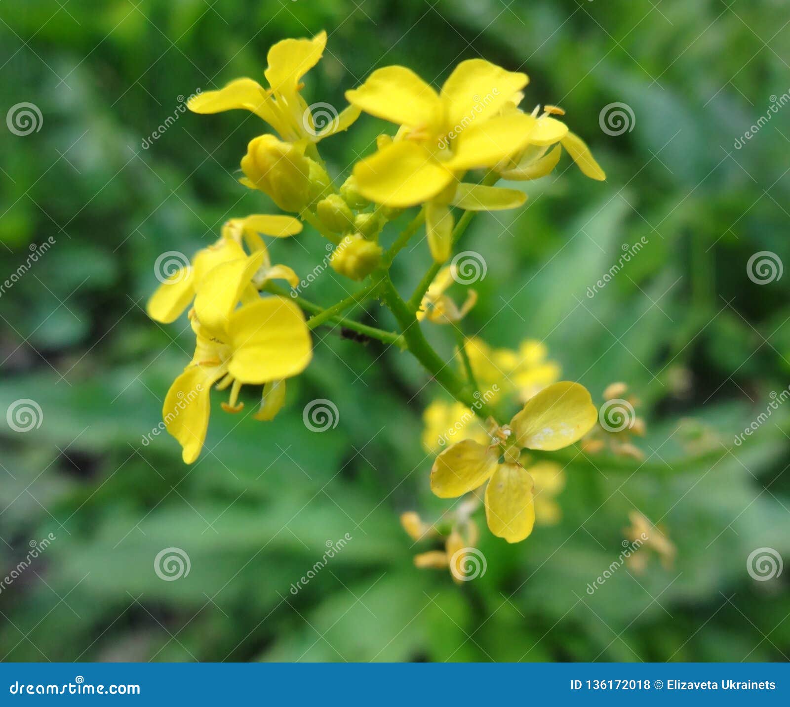 cruciferae. yellow flowers