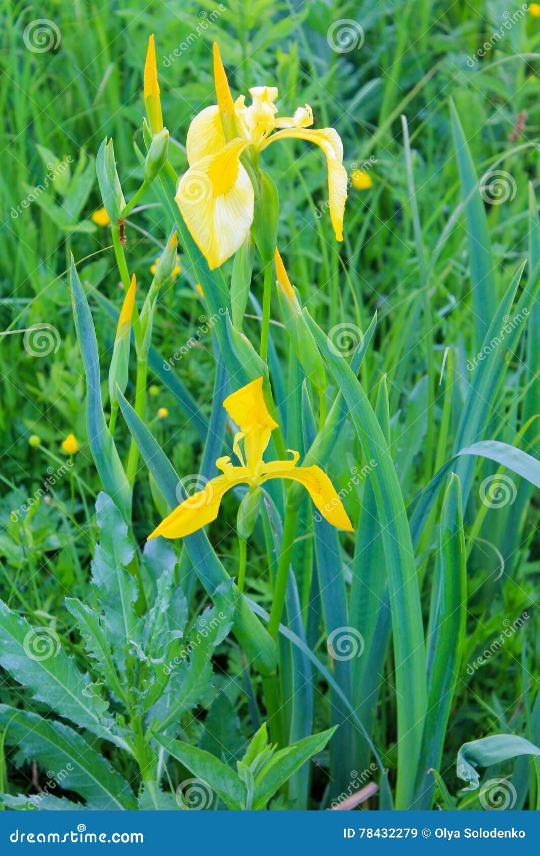 Wild yellow iris flowers stock image. Image of decoration 78432279