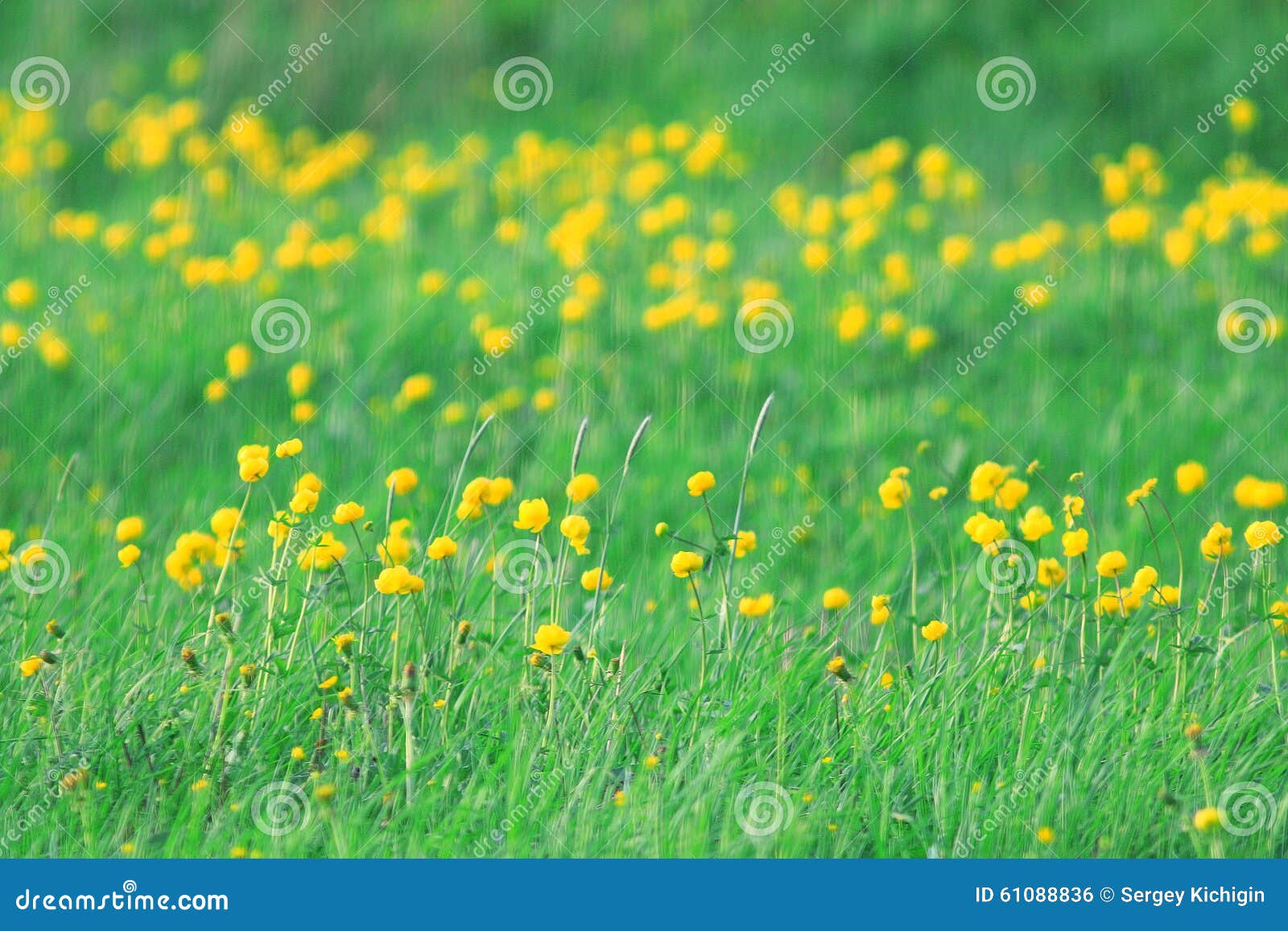 Wild yellow spring flowers stock photo. Image of beauty - 61088836