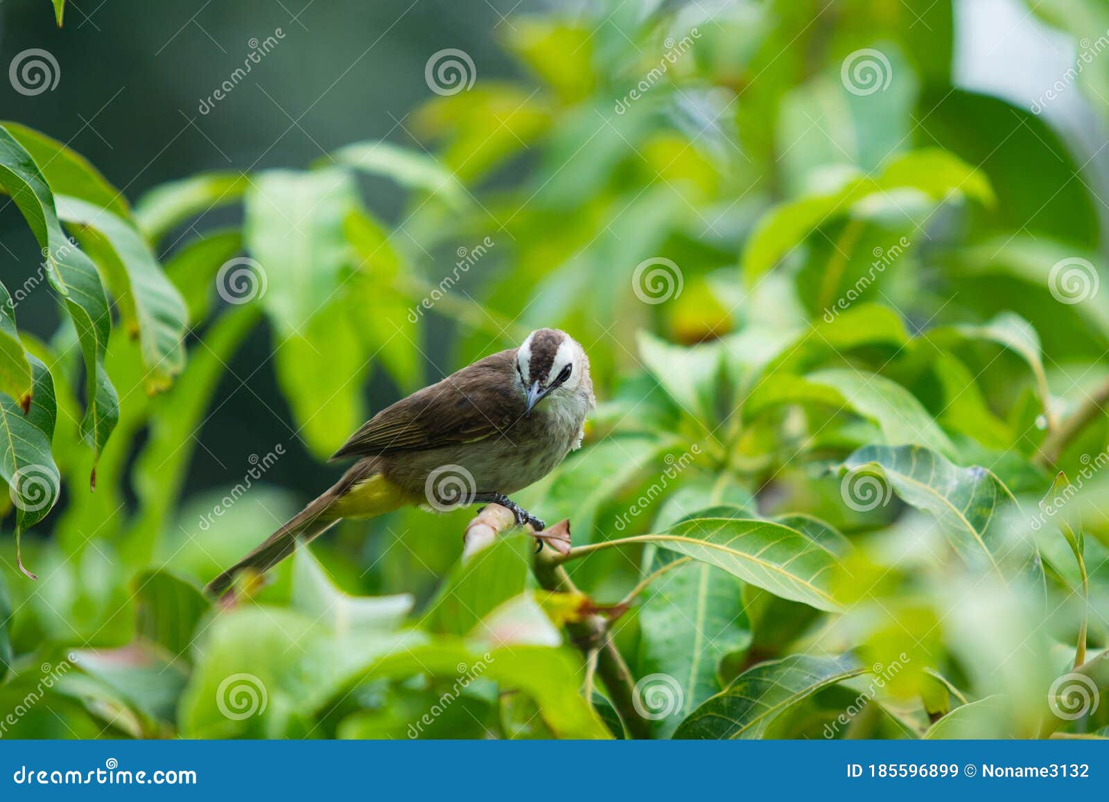 wild yellow-vented bulbul bird on a tree