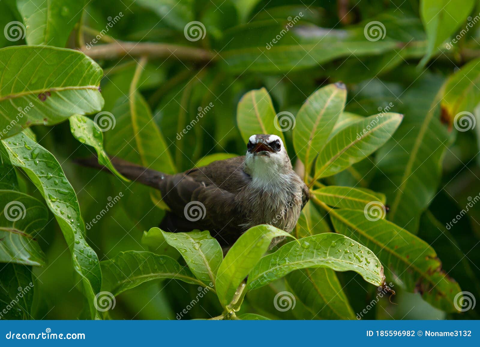 wild yellow-vented bulbul bird on a tree