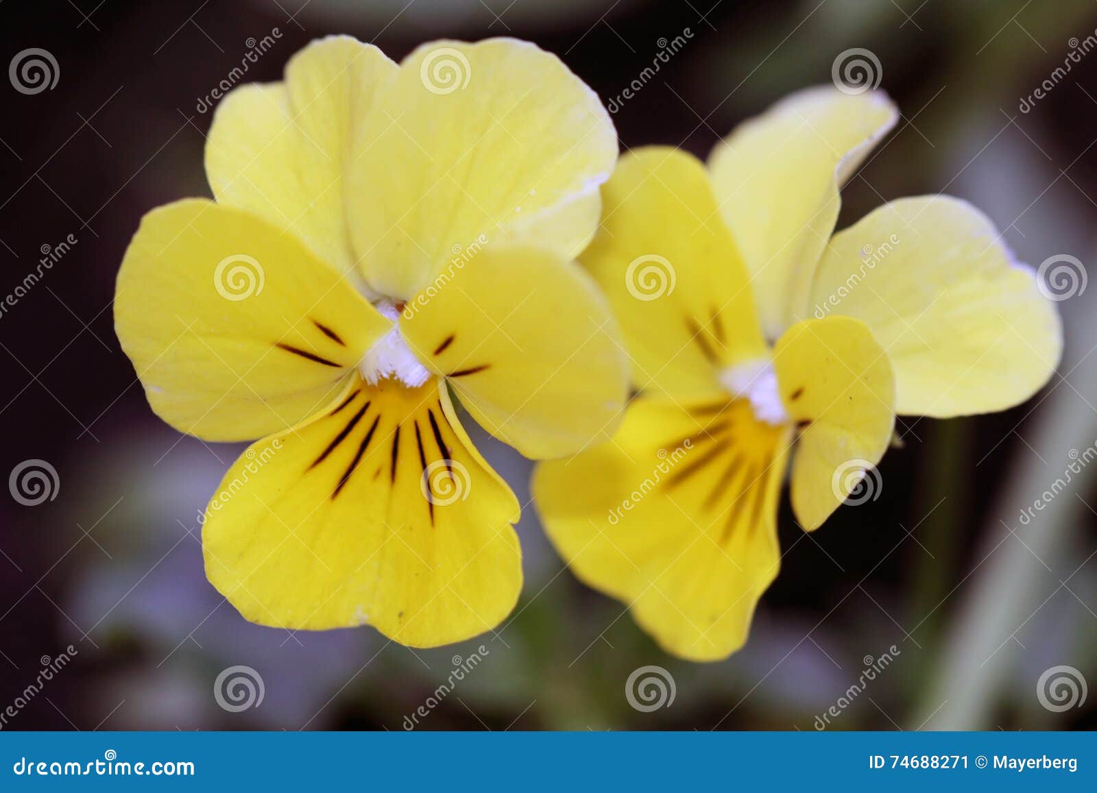 Wild yellow violets stock image. Image of natural, beauty 74688271