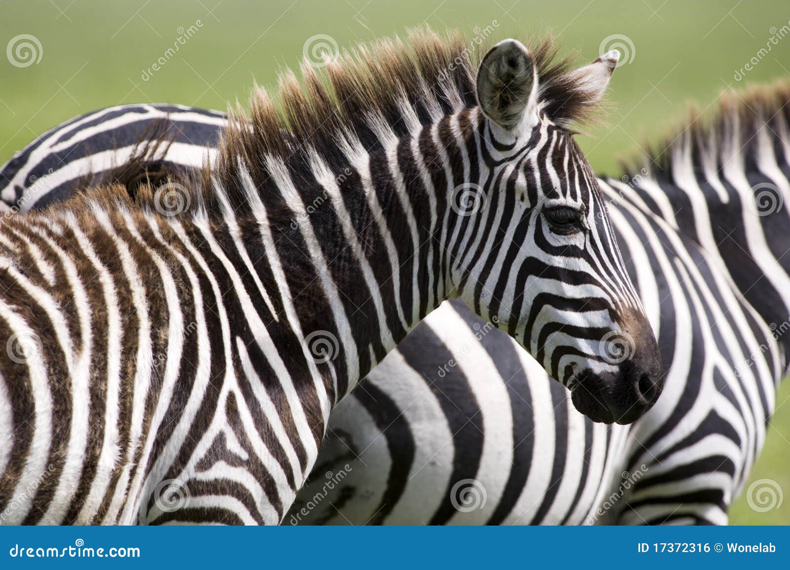 Wild zebras stock photo. Image of lines, reserve, nature - 17372316