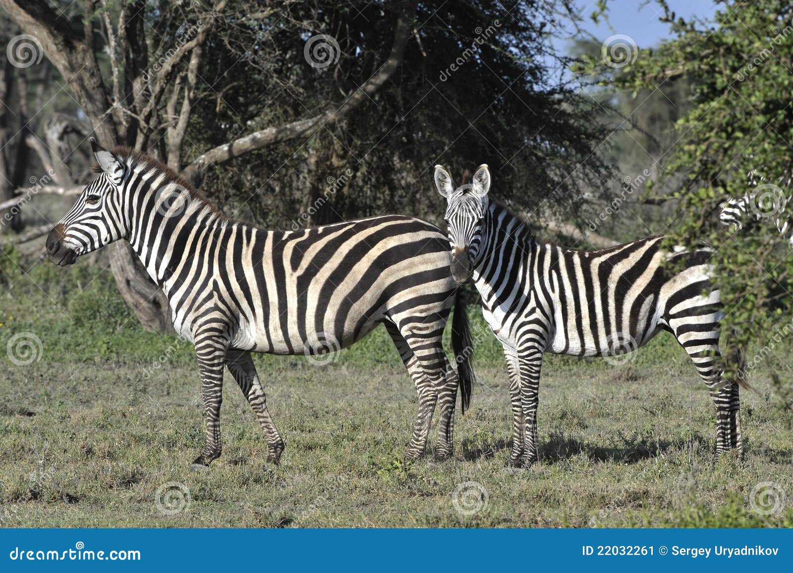 Wild zebras stock image. Image of fauna, black, reserve - 22032261