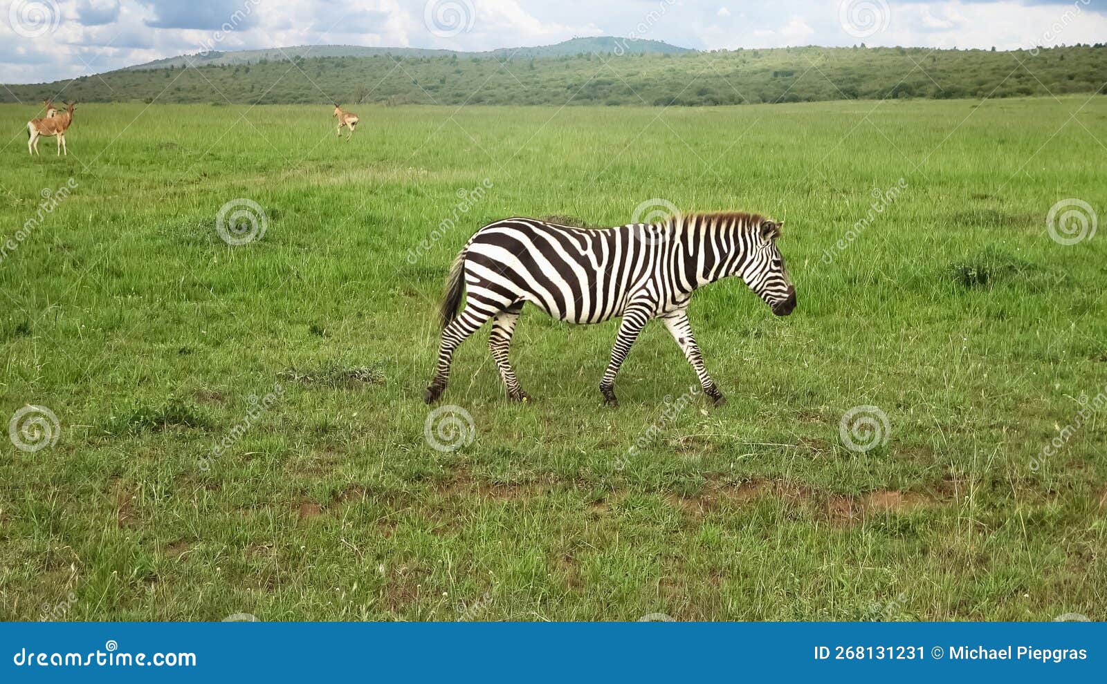 Wild Zebras in the Savannah of Africa Stock Image Image of outdoor