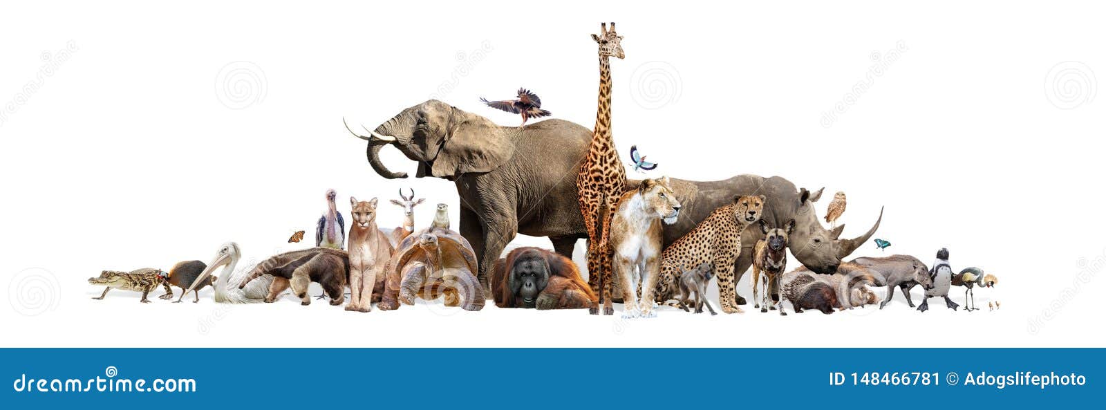 wild zoo animals on white web banner