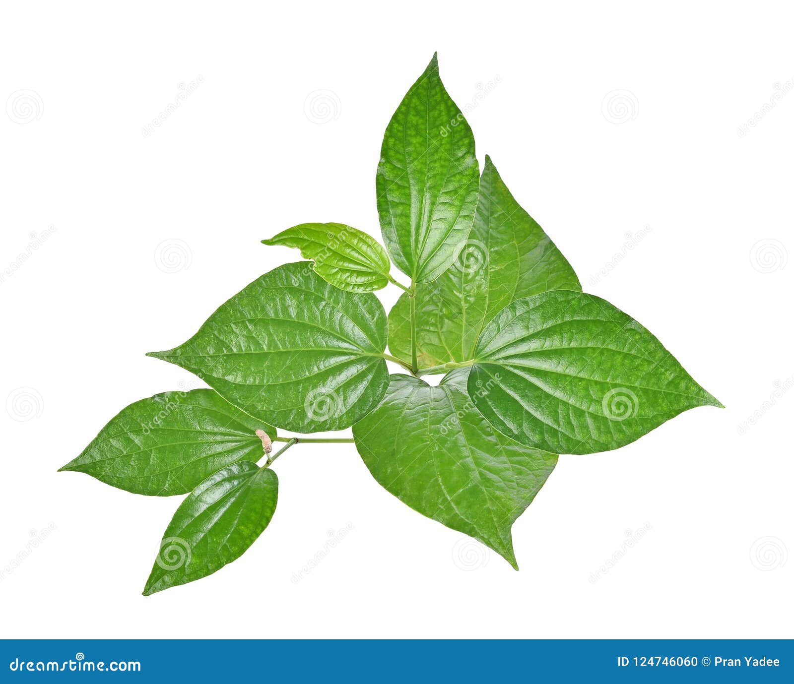 wildbetal leafbush on white background