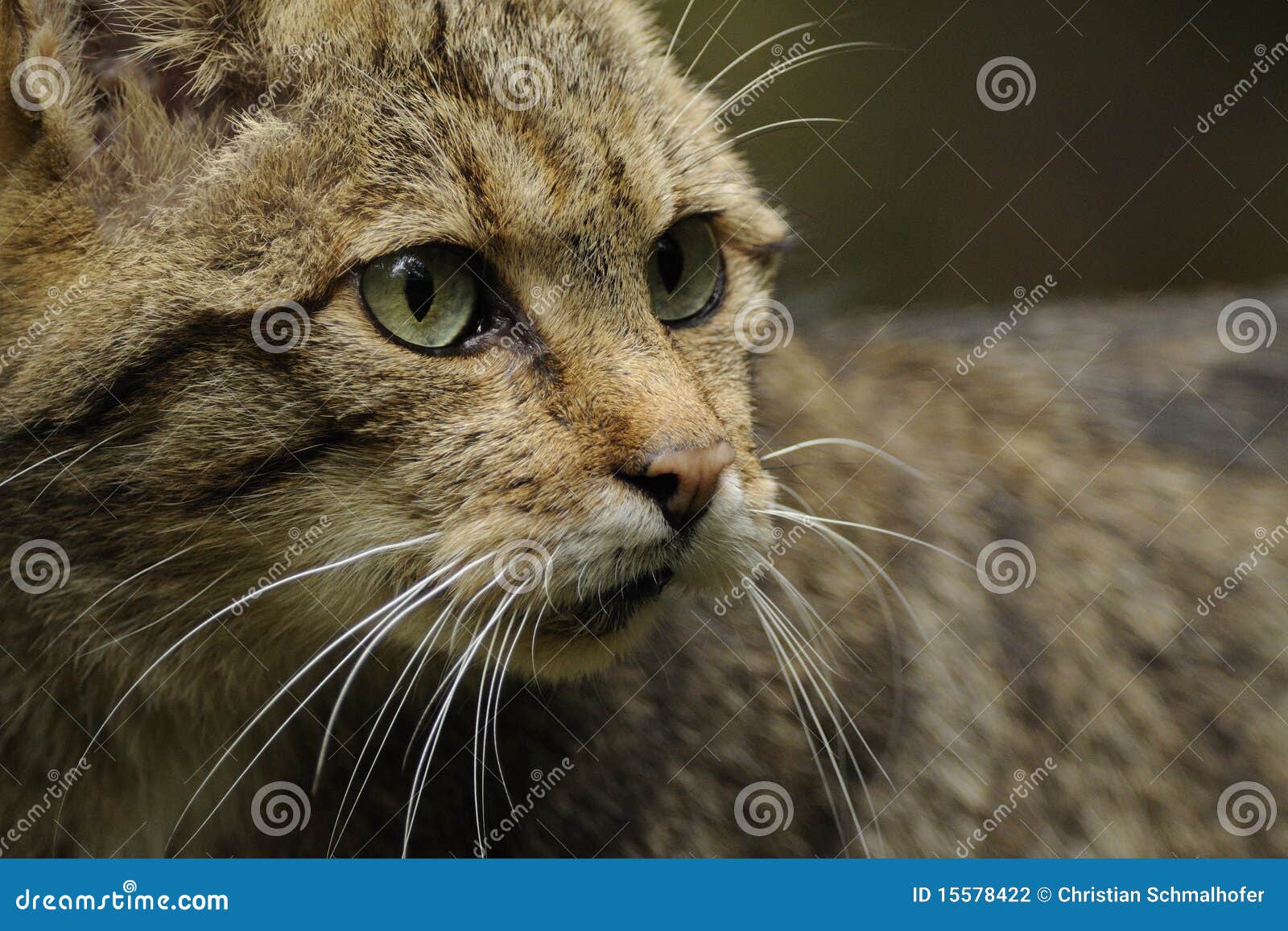 wildcat (felis silvestris)