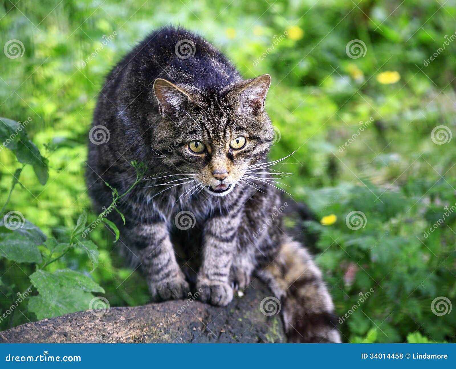 Scottish Wildcat, Scotland, UK, Europe Stock Photo - Image of branch, flower: 340144581300 x 1067