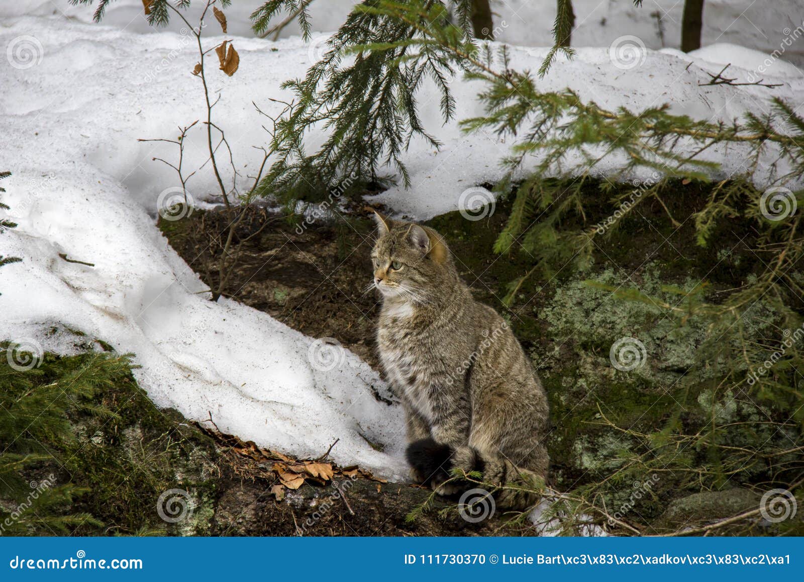 Wildcat in winter. stock photo. Image of whiskers, wildcat - 111730370