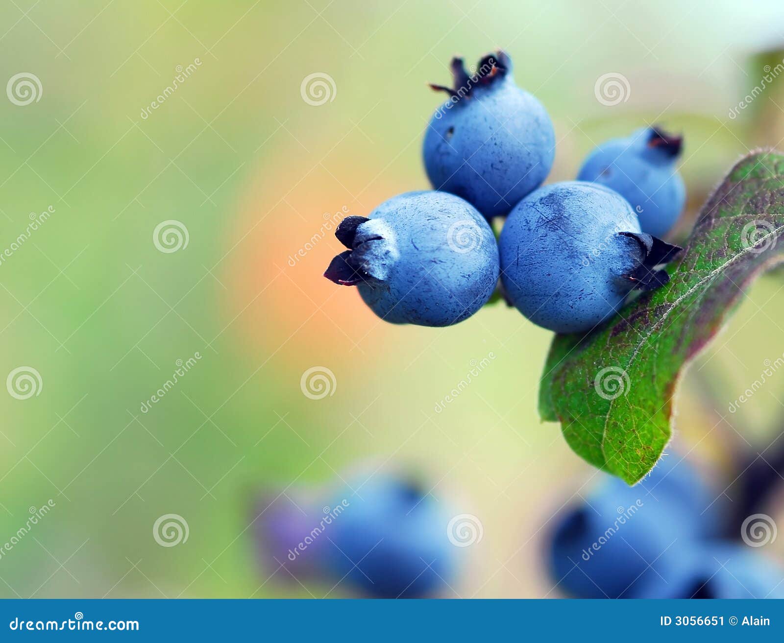 Wilde Blaubeeren stockbild. Bild von frisch, blaubeere 3056651