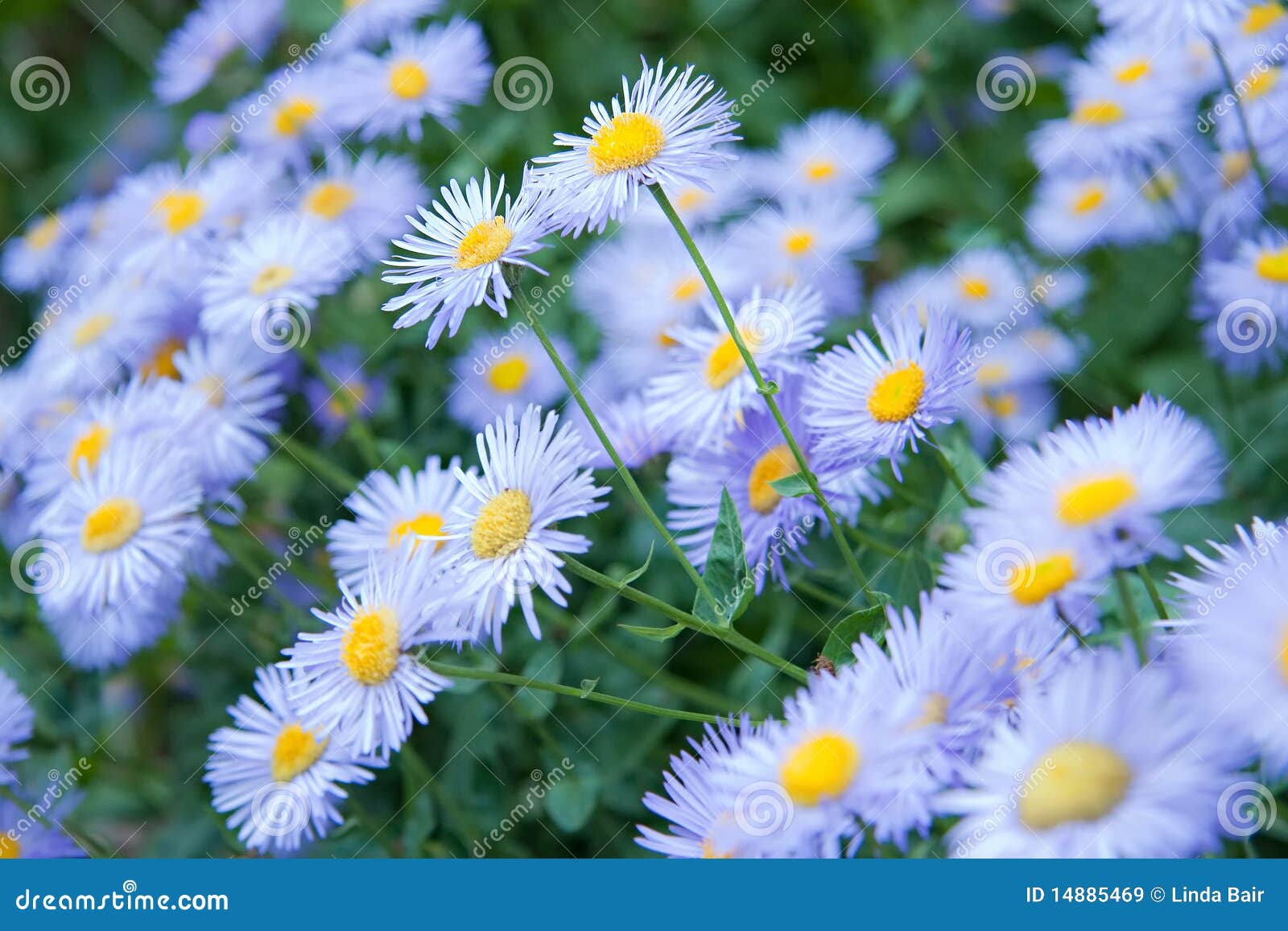 Overtreden Indirect Pak om te zetten Wilde Bloemen - Blauwe Asters Stock Afbeelding - Image of weide,  romantisch: 14885469