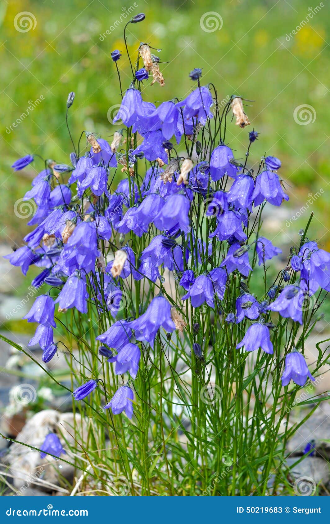 Wilde Blume CanterburyGlocken (Glockenblume) Stockbild Bild von
