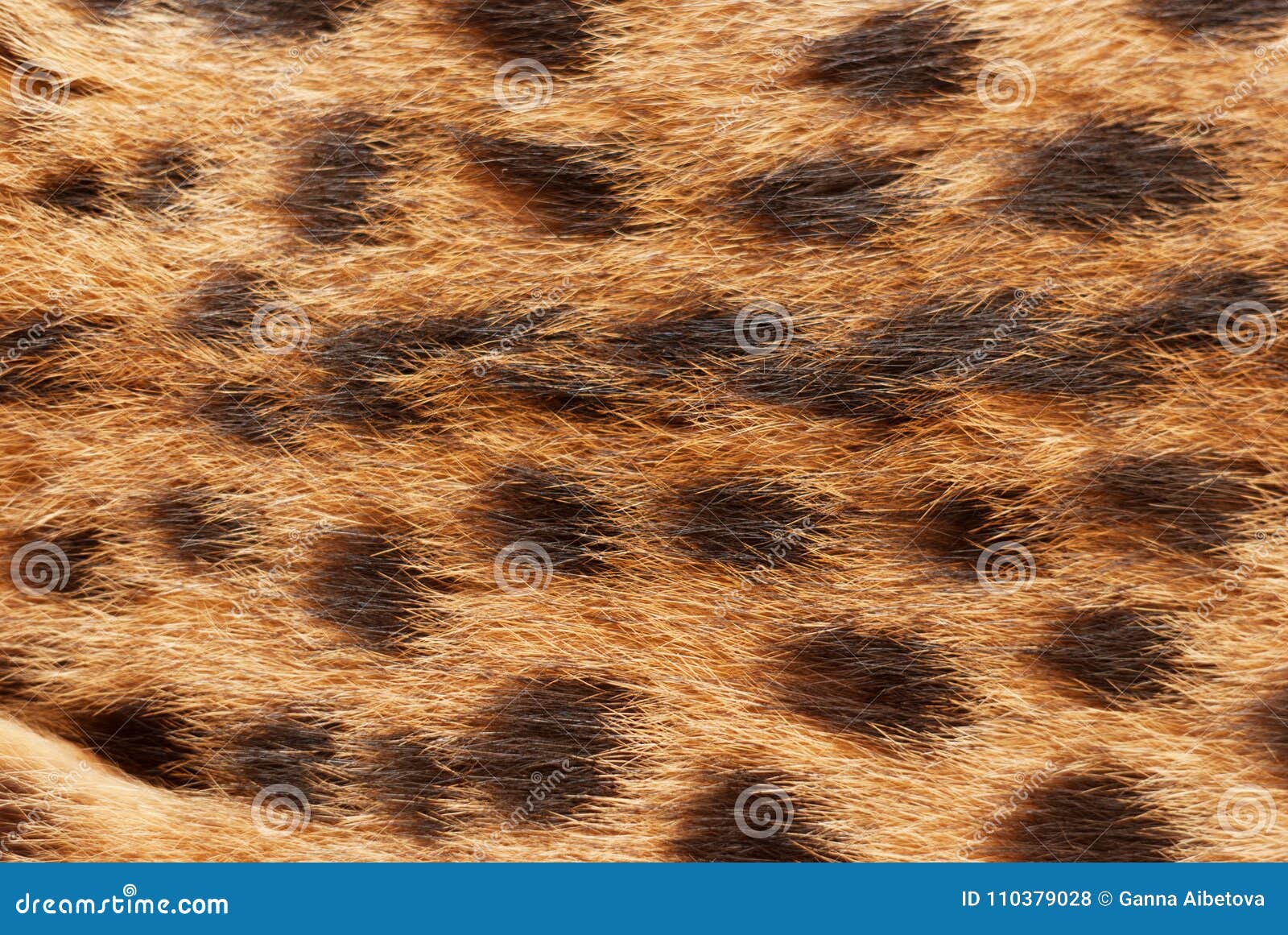 Wilde Cat, Serval Fur Pattern Texture. Close Up Soft Focus Natural ...