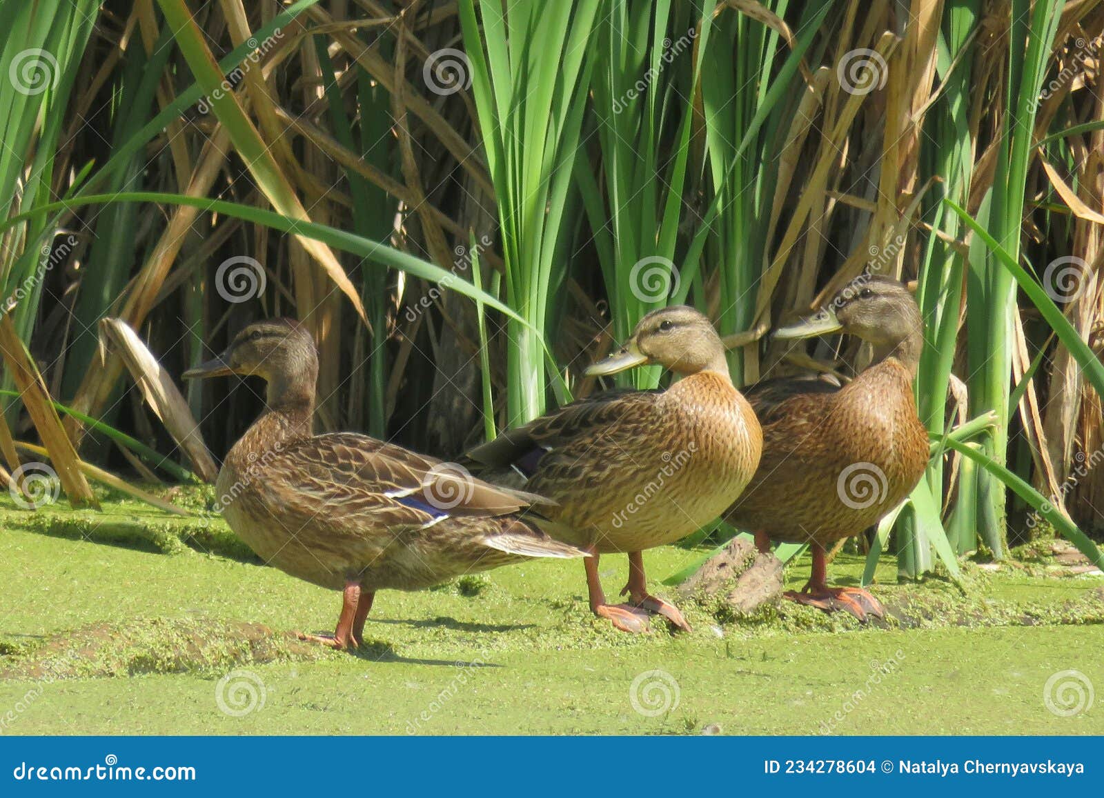 Wilde Eenden In De Vijver Tegen Rietachtergrond Europa Stock Foto