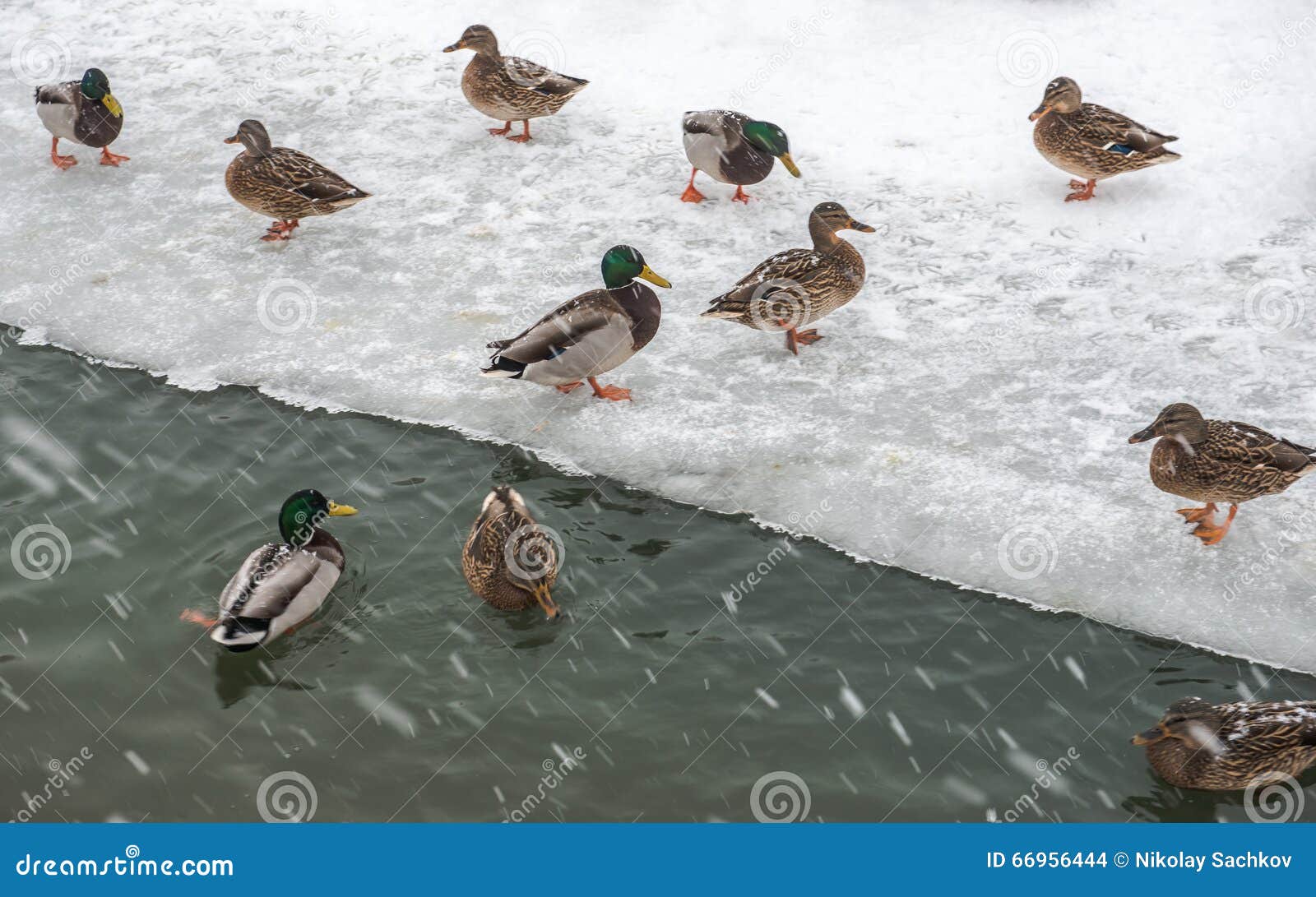 Moskou, Rusland - Februari 2, 2016: Wilde eenden in een stadspark in de winter tijdens een sneeuwval