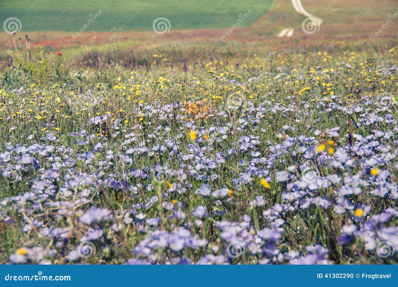 wilde flowers on meadow