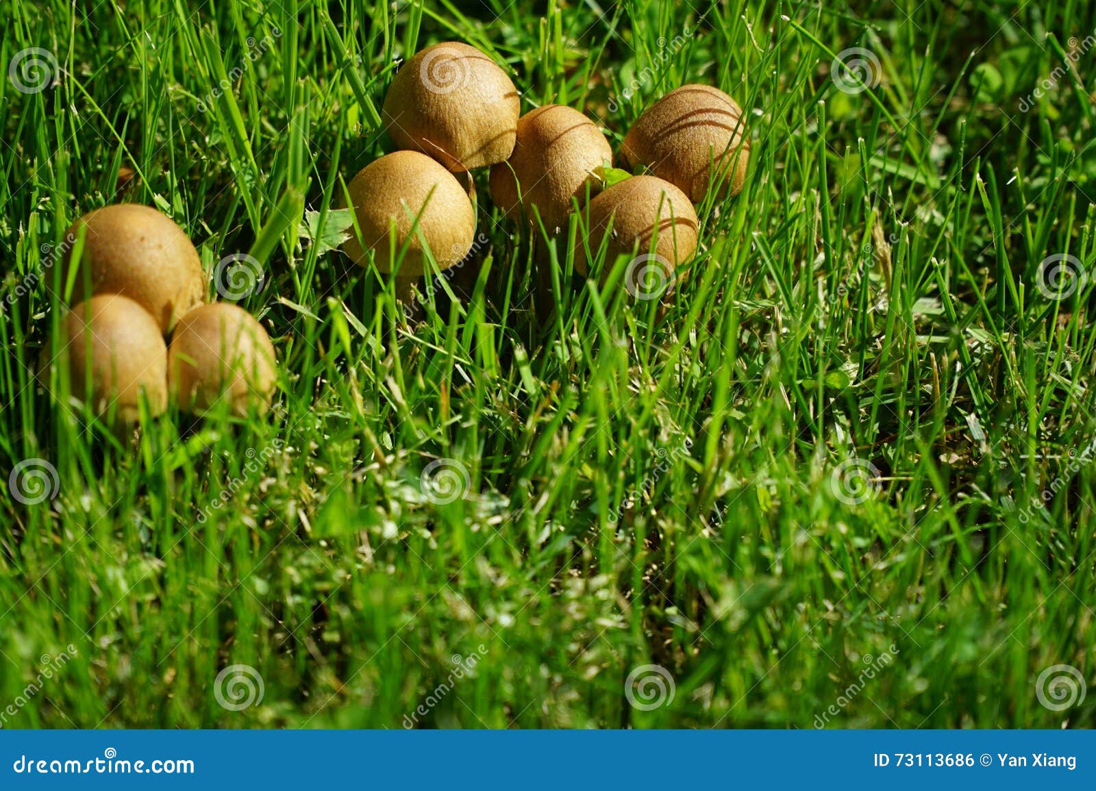 Wilde Pilze auf dem Rasen stockfoto. Bild von pilze, regen 73113686