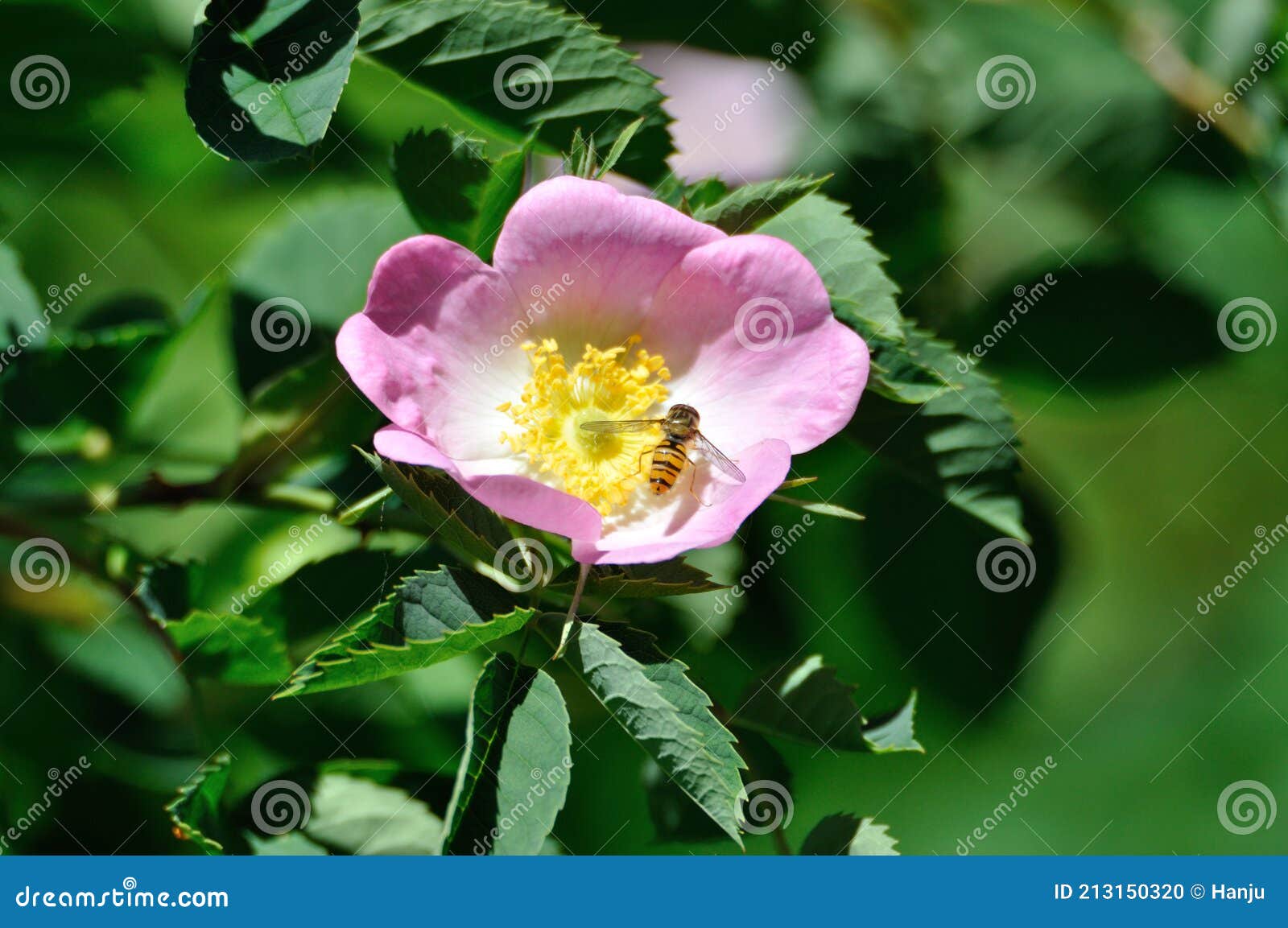 wild rose blossom with hover fly