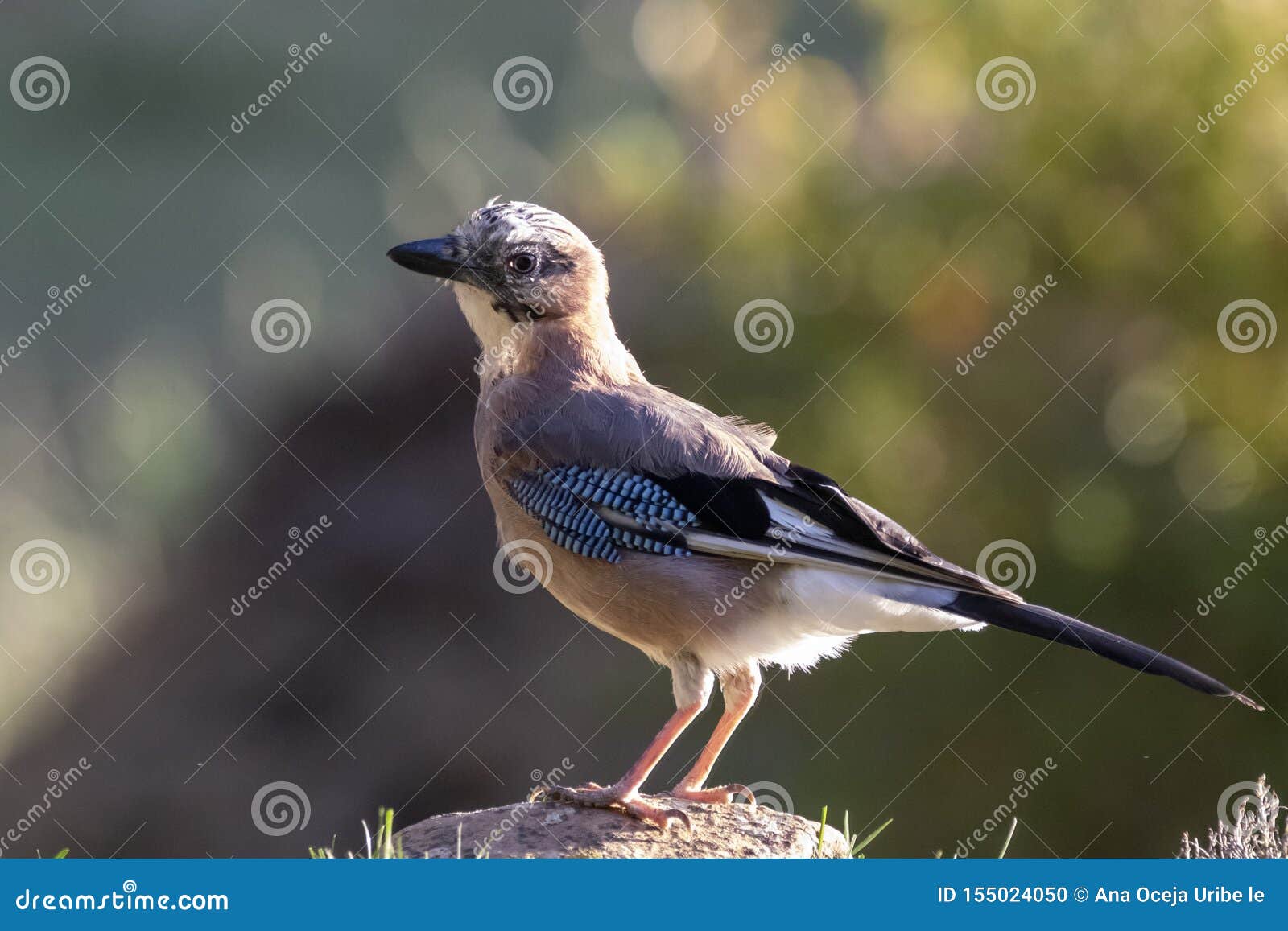 Portier Bewolkt hek Wilde Vogels, Navarra, Spanje Juli 2019 Stock Foto - Image of dieren, vogels:  155024050