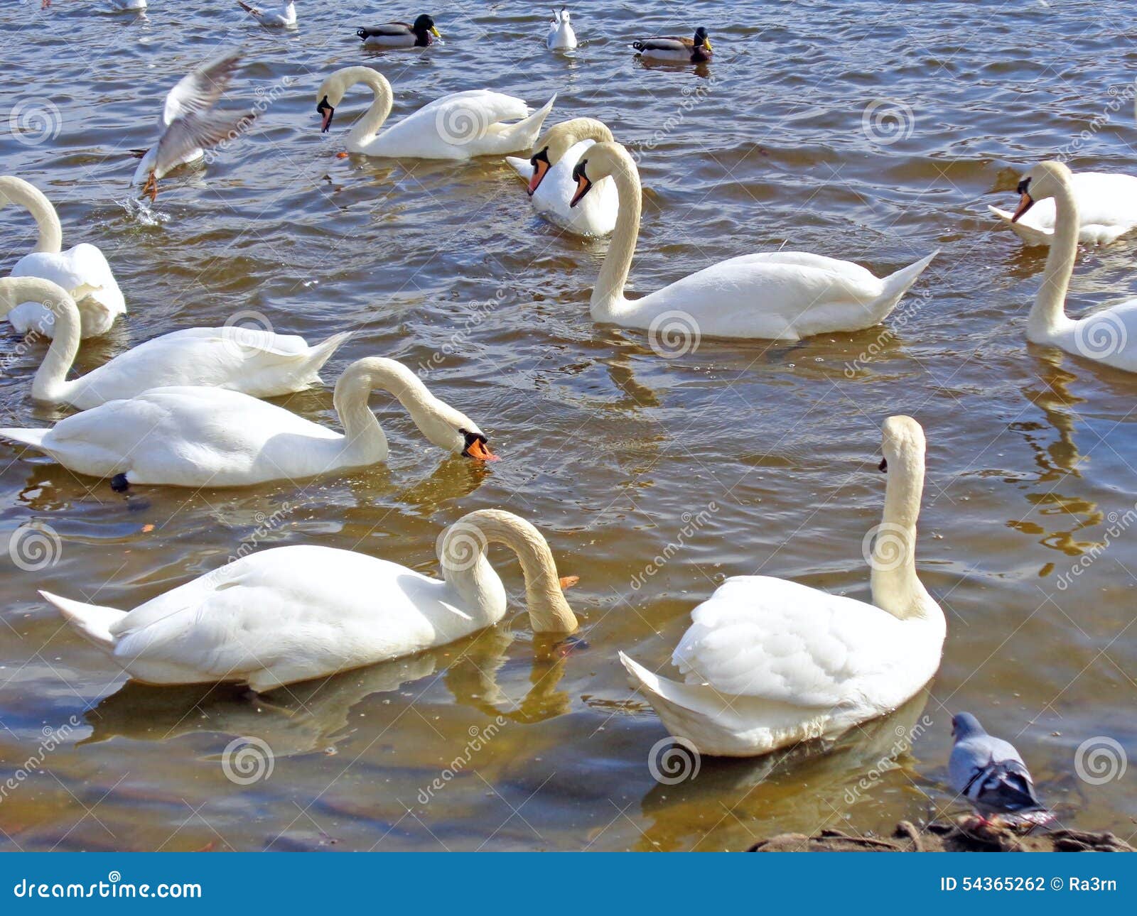 Groep wilde Zwanen en eenden op het water