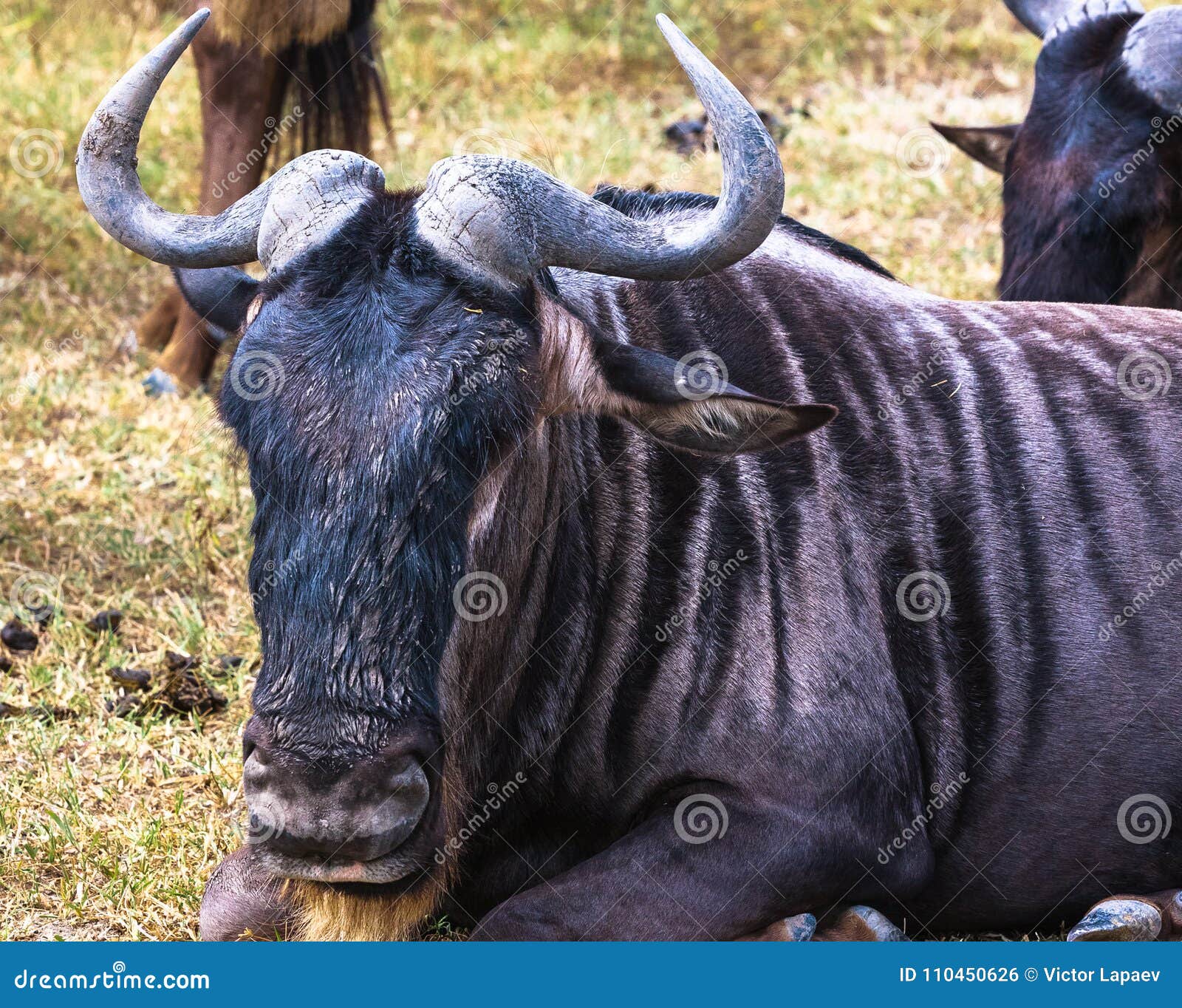 wildebeest close up. crater ngorongoro, tanzania, africa