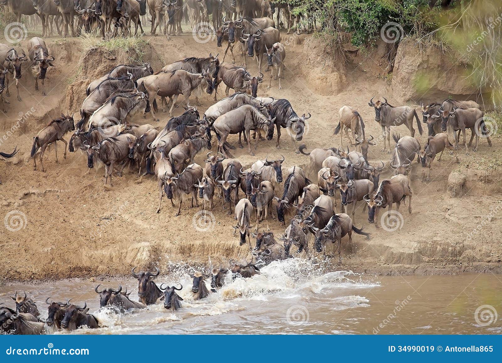 wildebeest (connochaetes taurinus) great migration